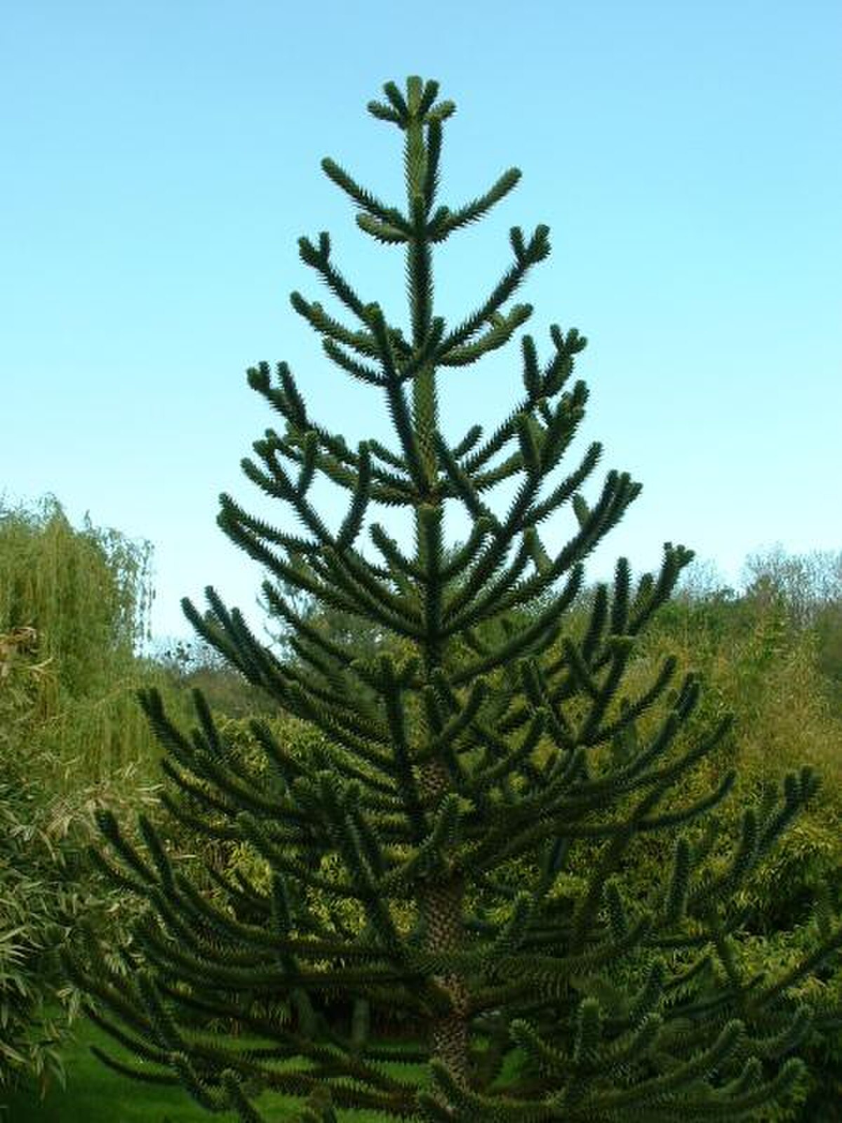 Araucaria du Chili