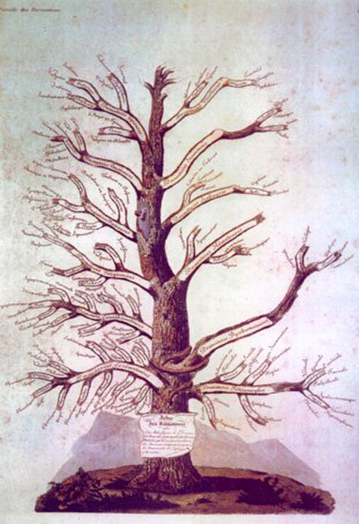 Arbre des dermatoses.jpg