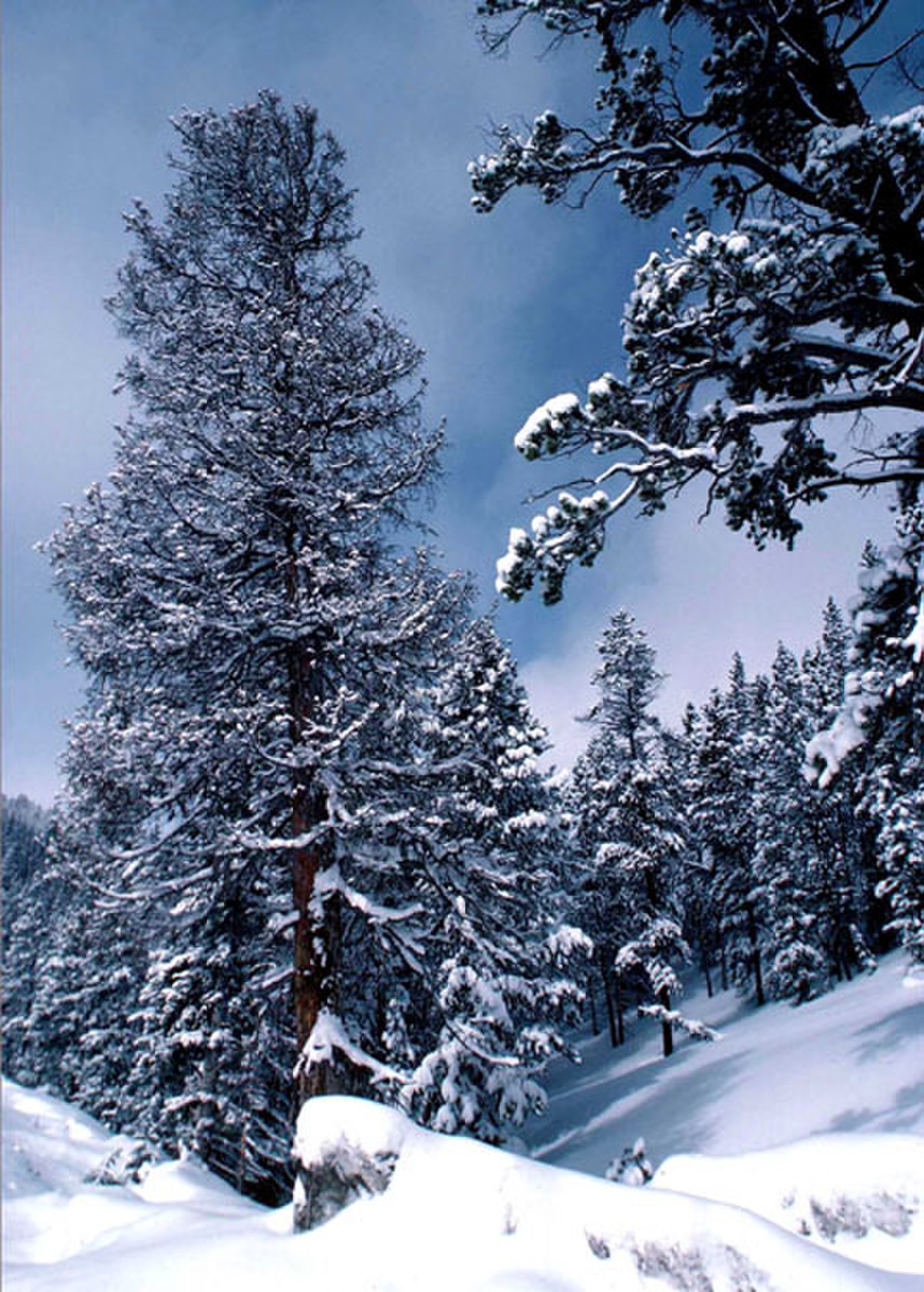 La neige fraîche, avec un albédo très élevé, paraît très blanche