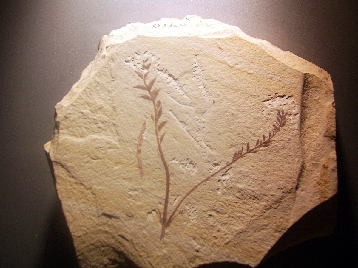 Évolution (biologie)
