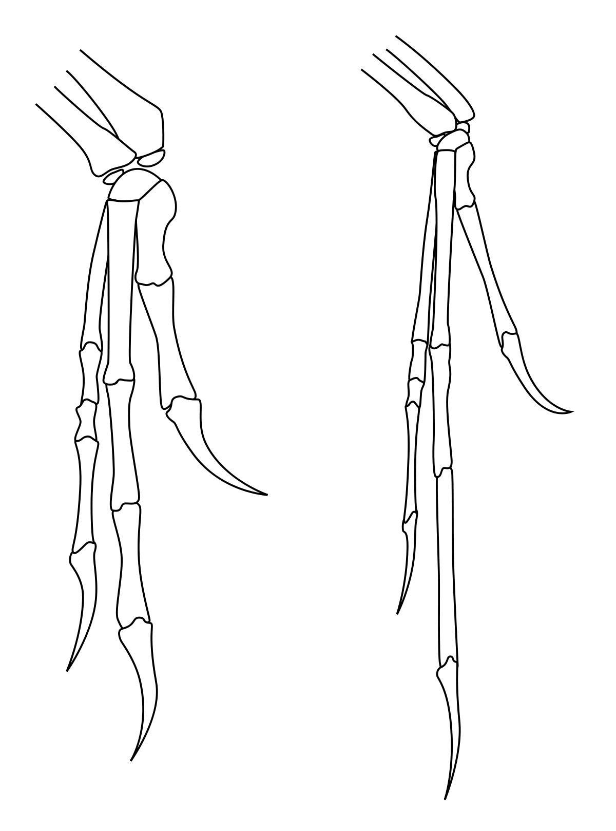 Maniraptora