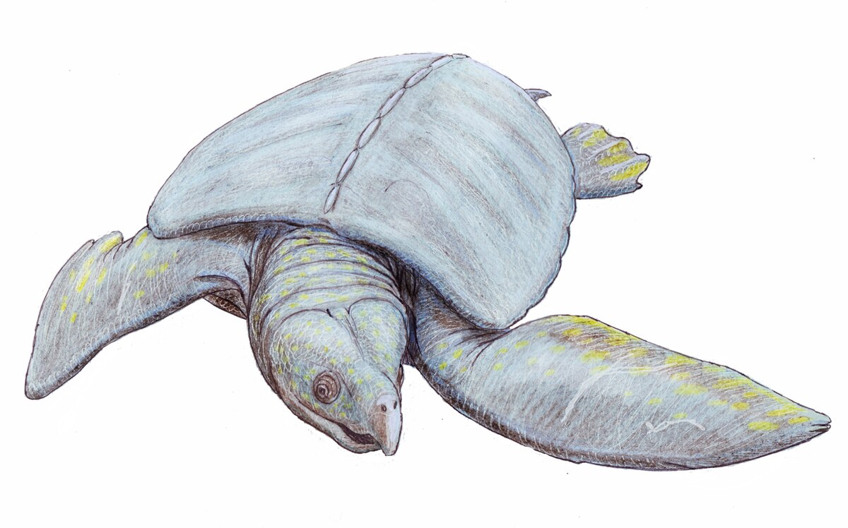 Protostegidae