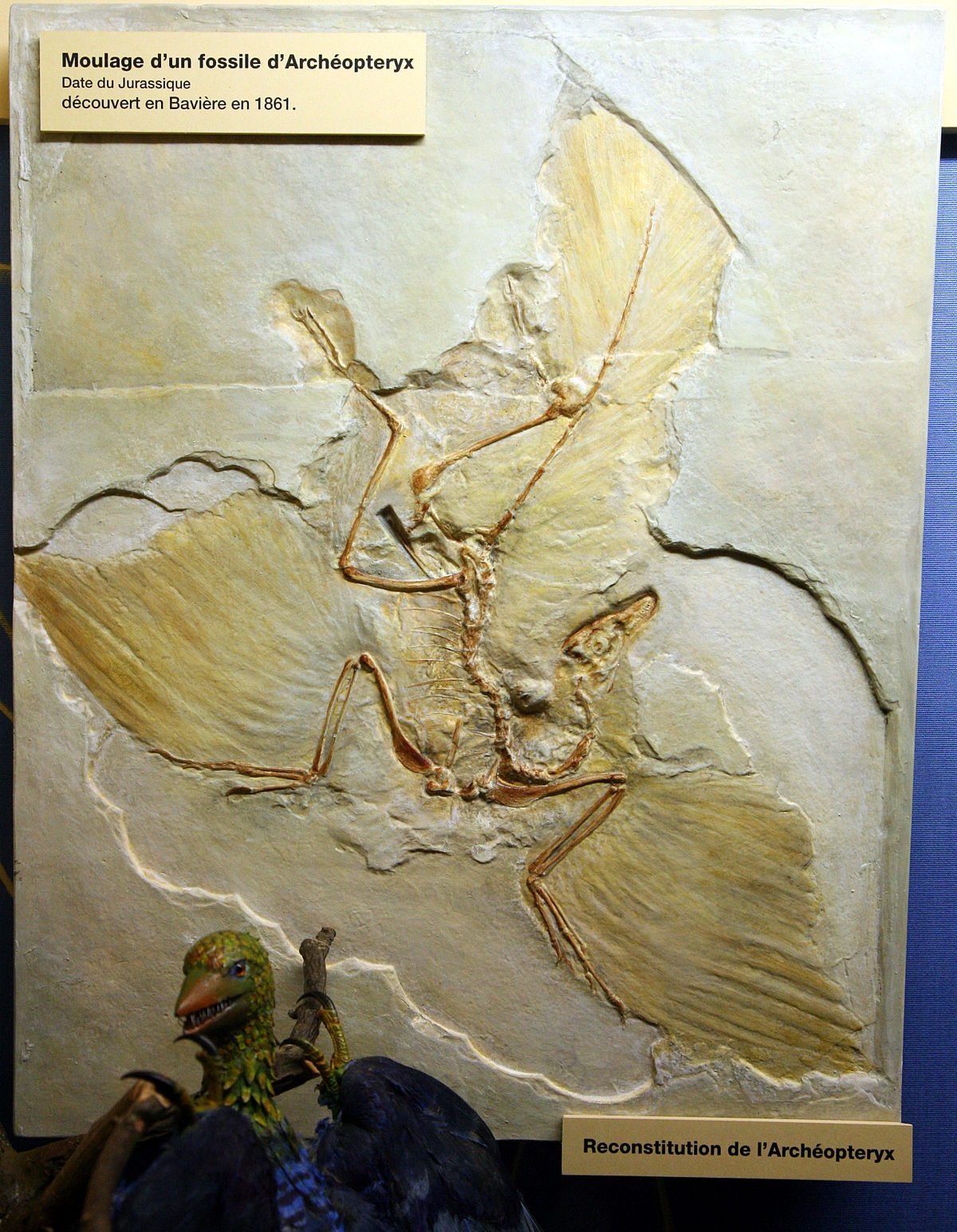 Archeopterix-img 0293.jpg