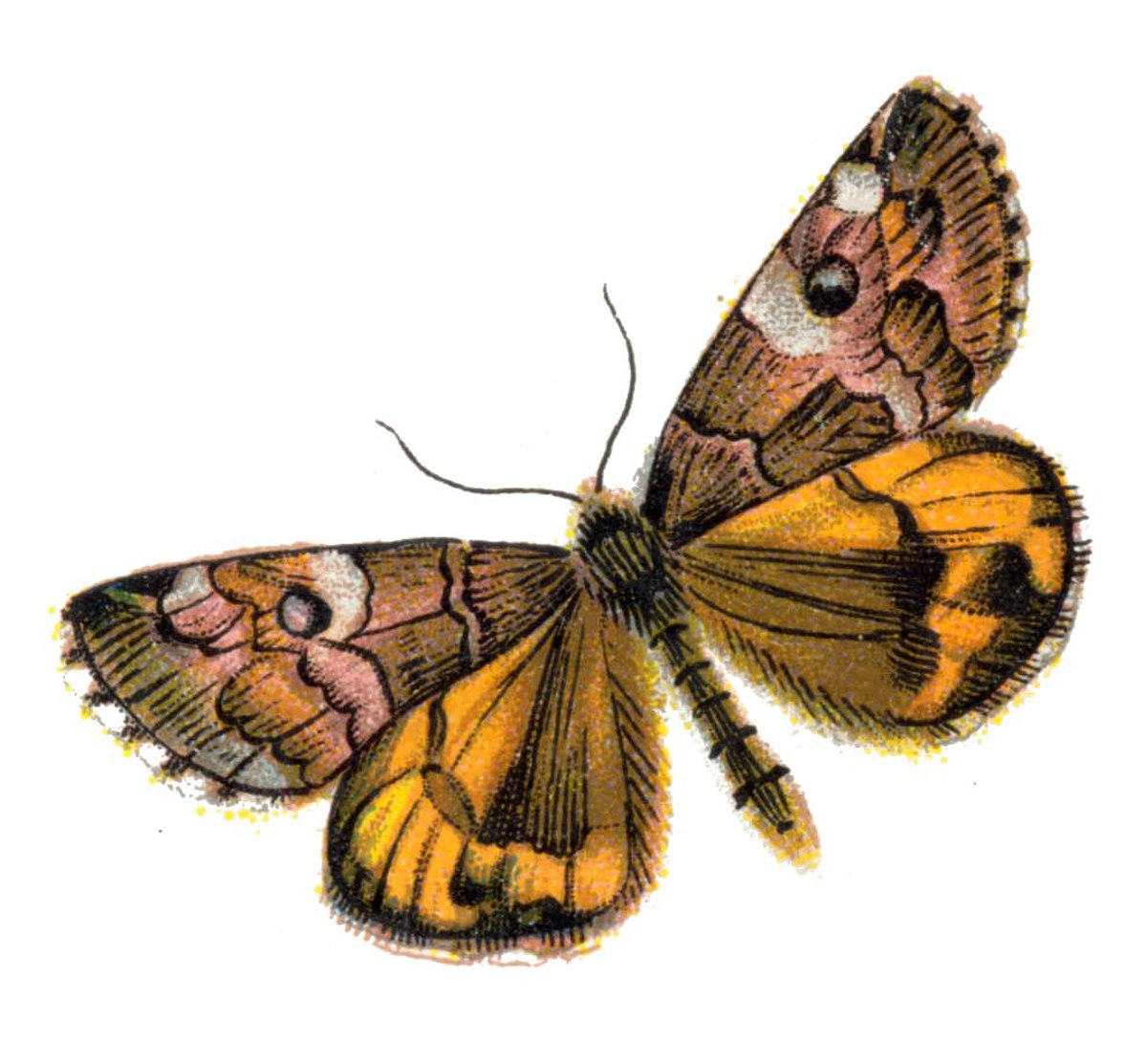 Archiearinae