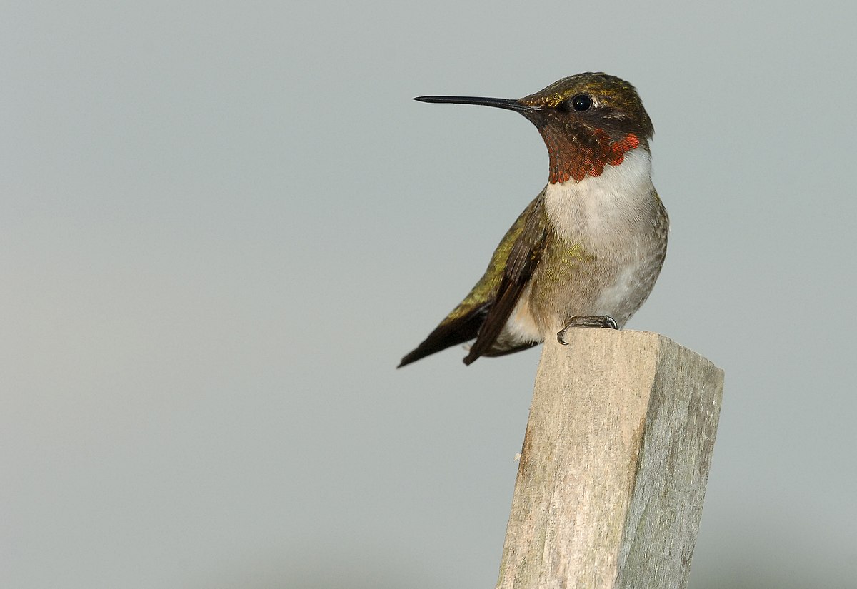 Colibri à gorge rubis