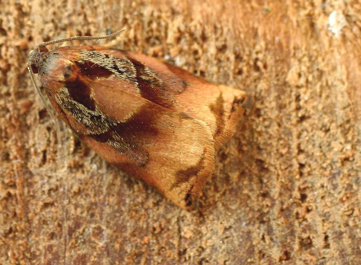 Archips