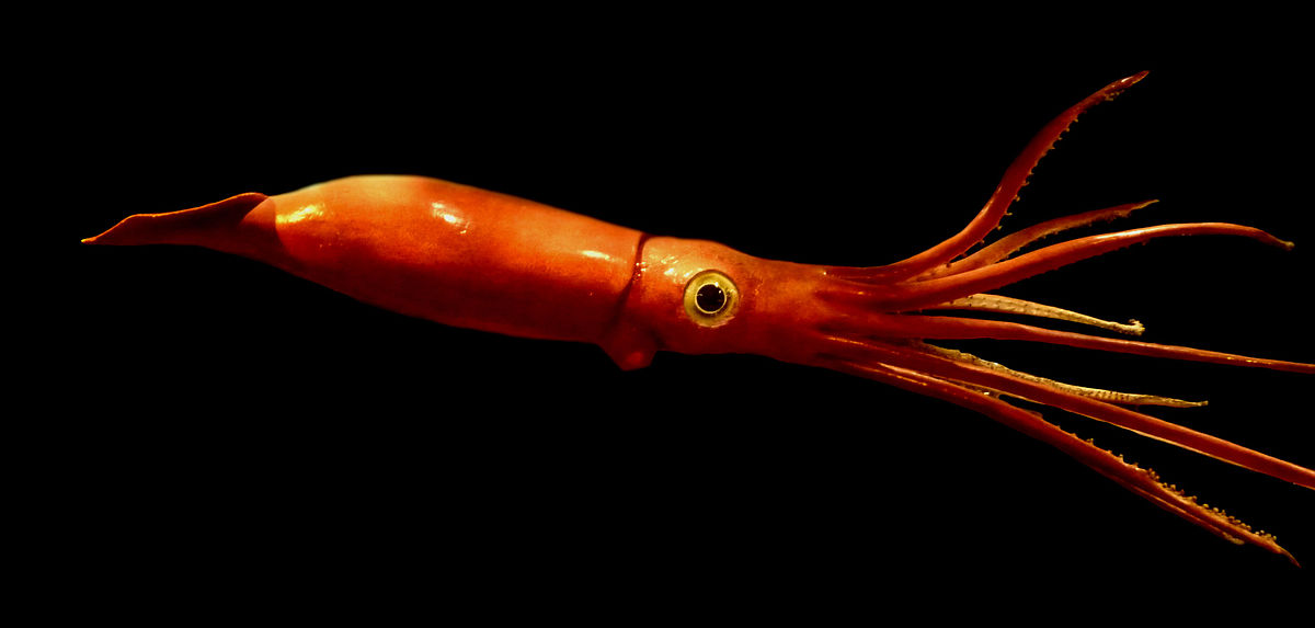 Architeuthis sanctipauli
