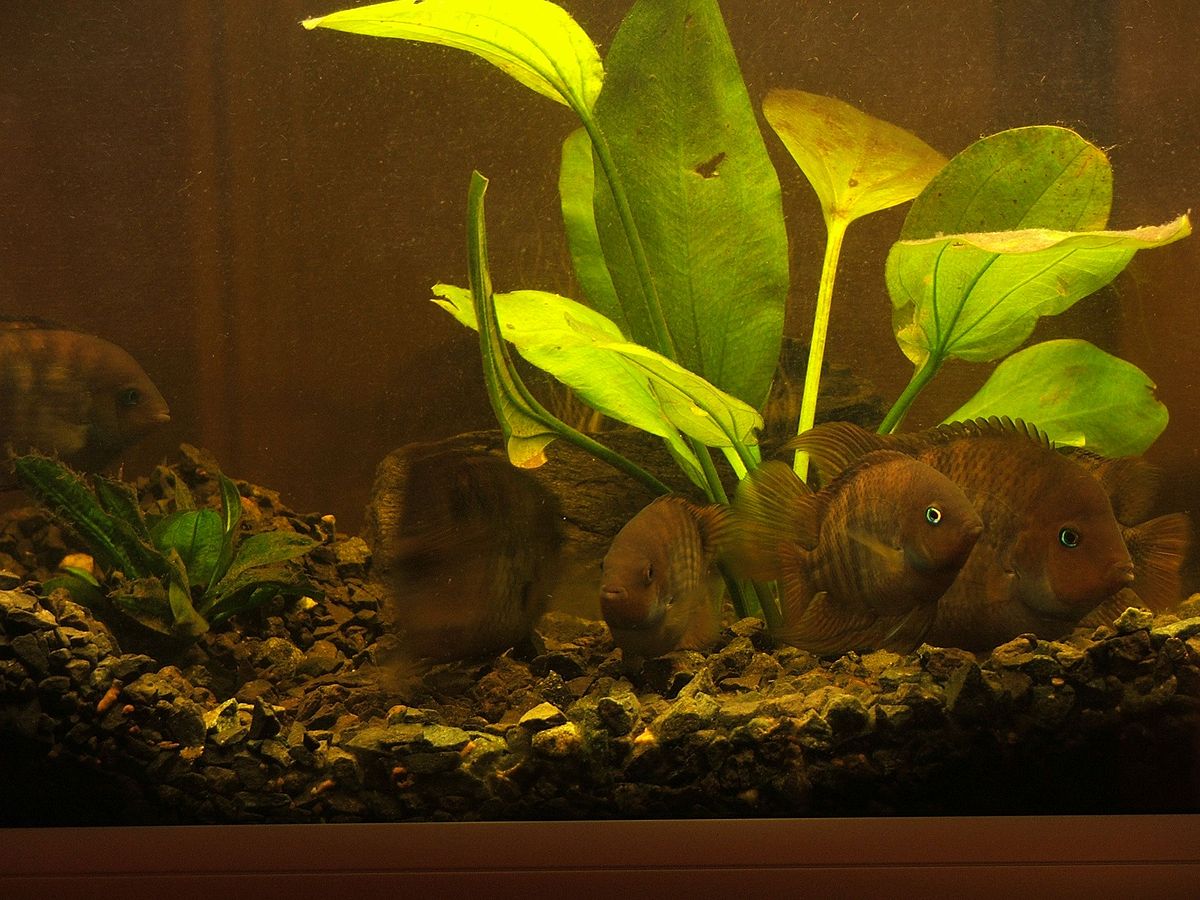 Archocentrus