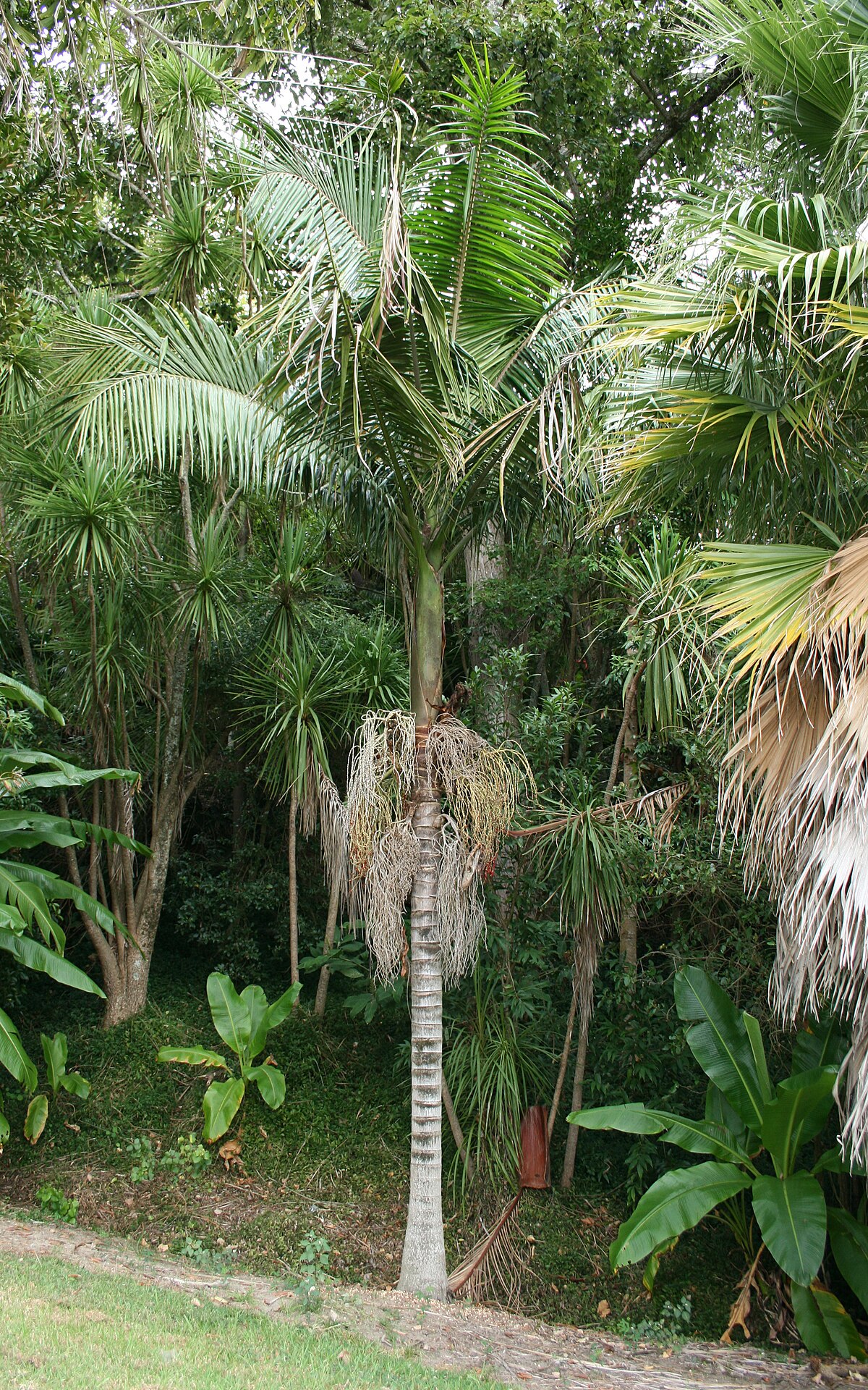 Archontophoenix cunninghamiana