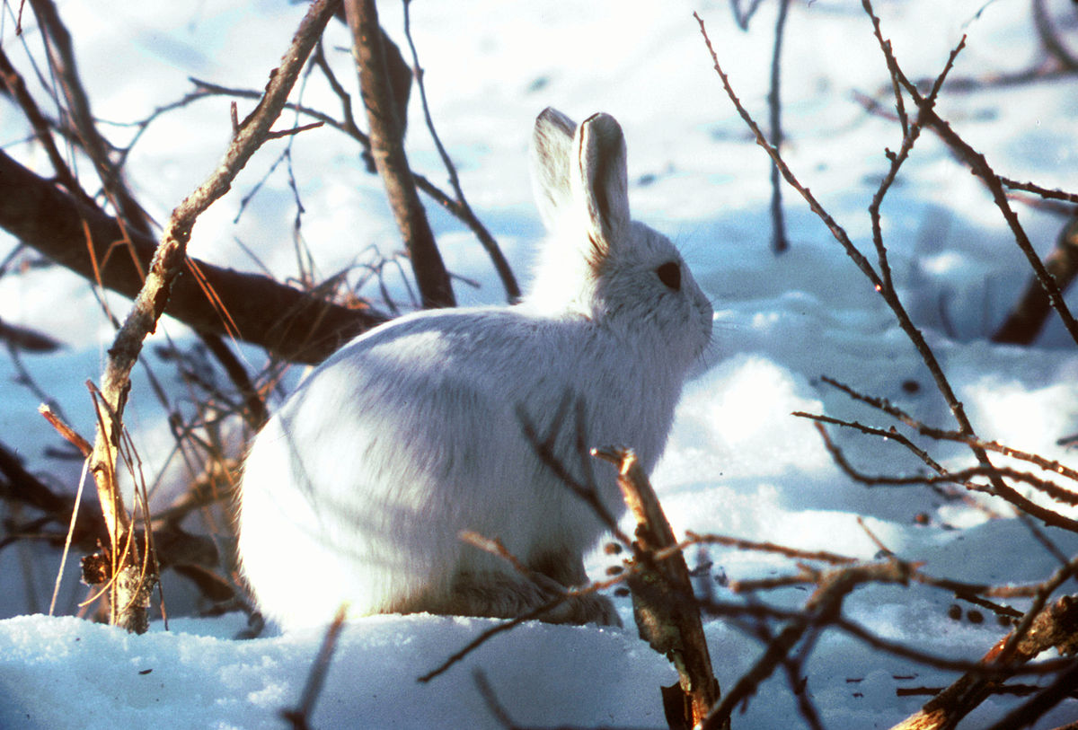 Lièvre variable (Lepus timidus)