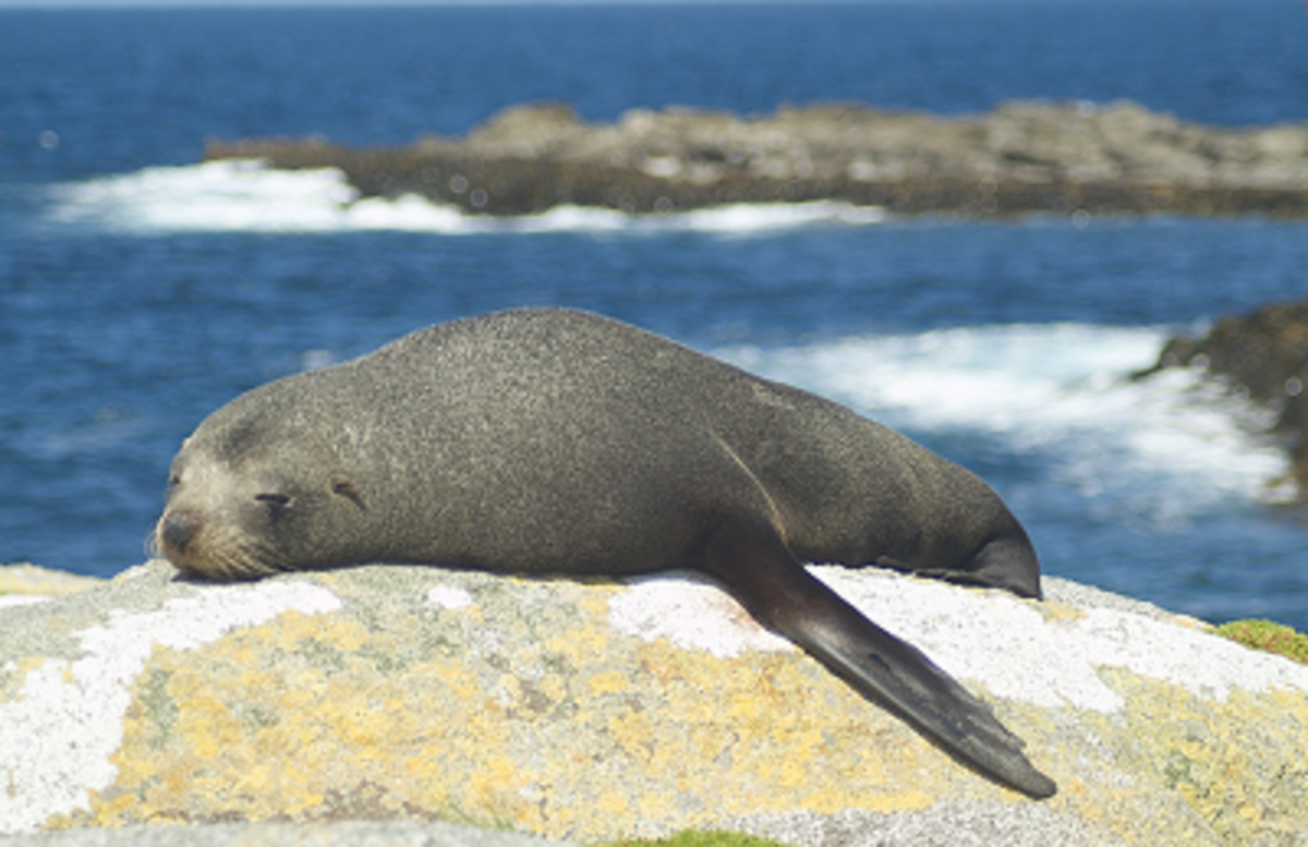 Arctocephalus