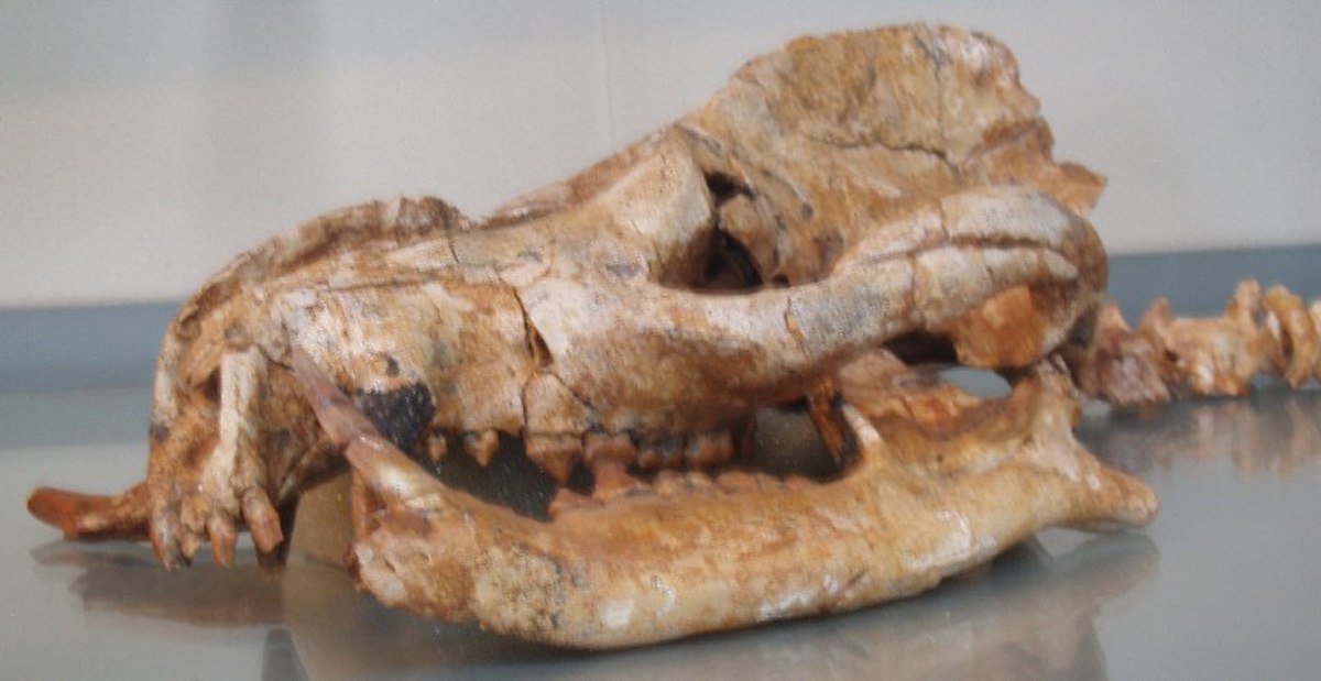 Le crâne d'un Arctocyon primaevus au Muséum national d'Histoire naturelle