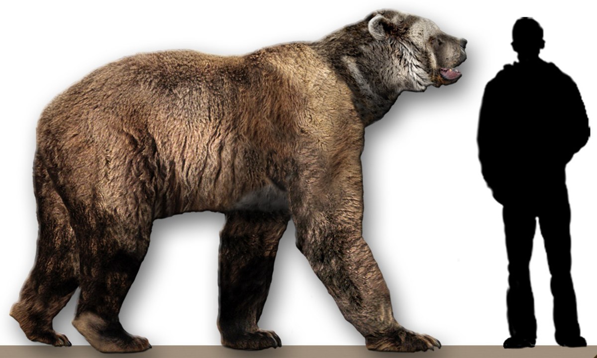 Arctodus