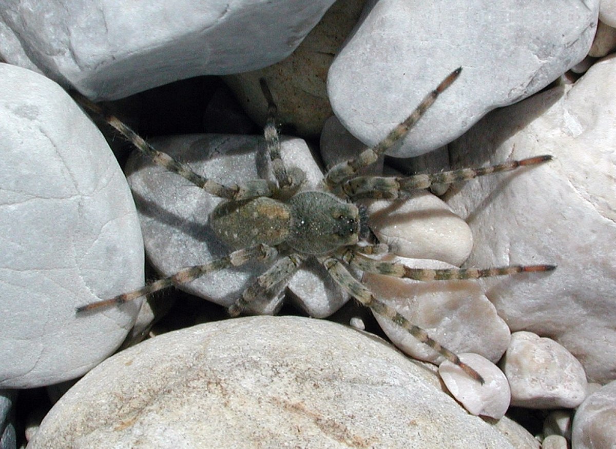 Arctosa