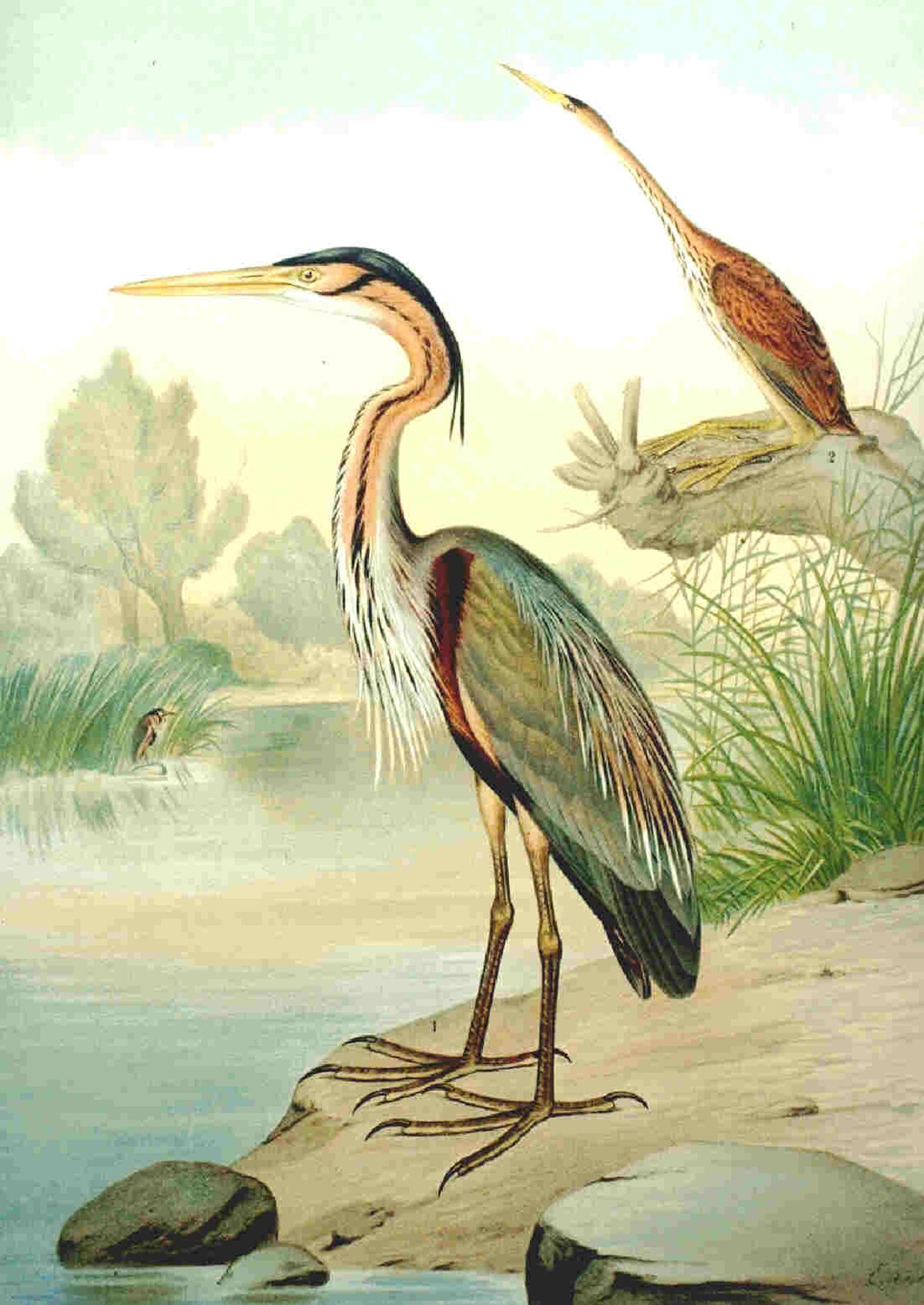 Ardea