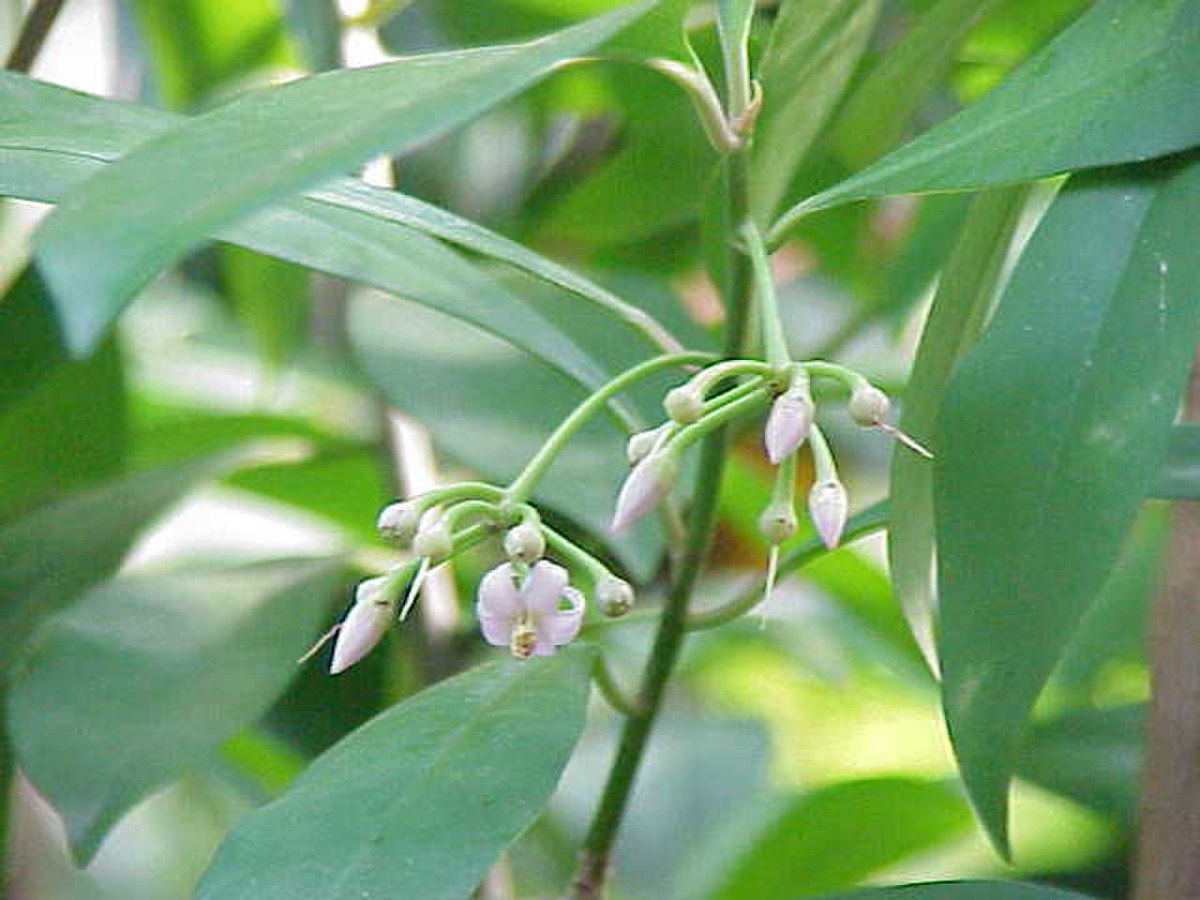 Myrsinaceae