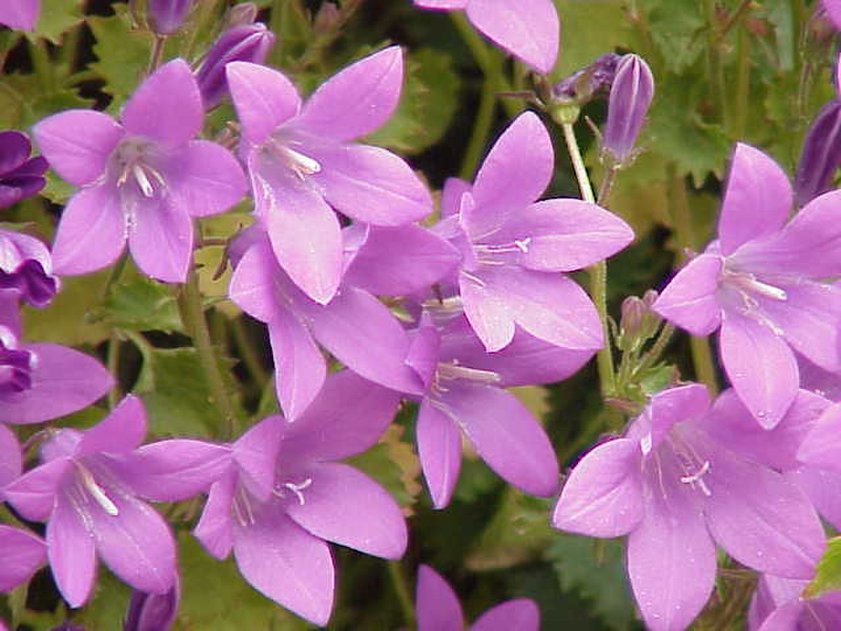 Arenaria procera glabra0.jpg
