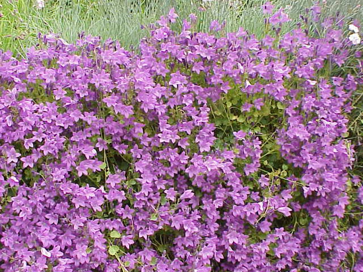 Arenaria procera glabra1.jpg