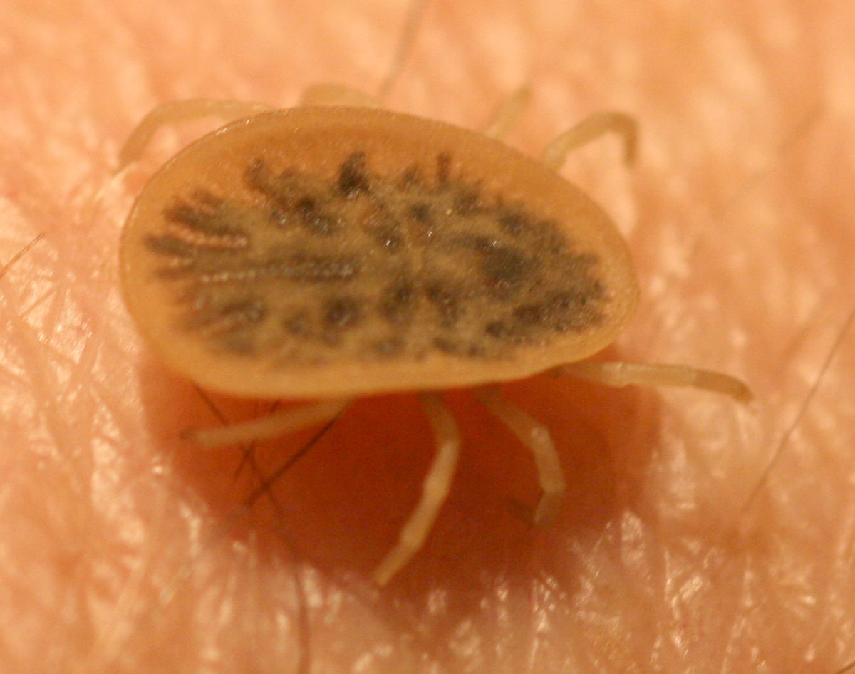 Argasidae