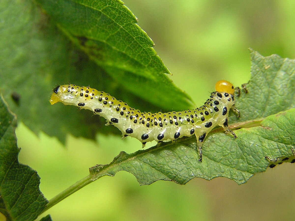 Tenthrède