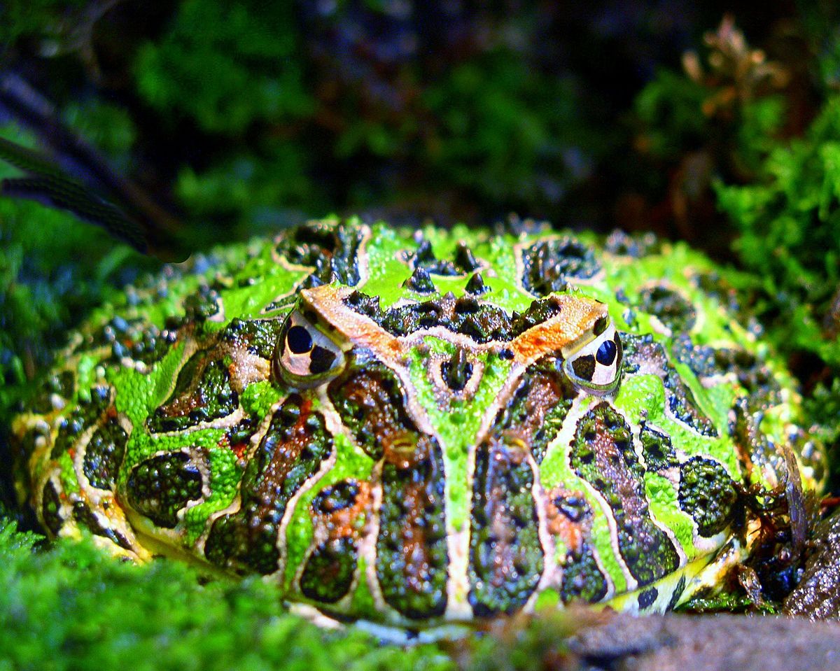 Ceratophrys