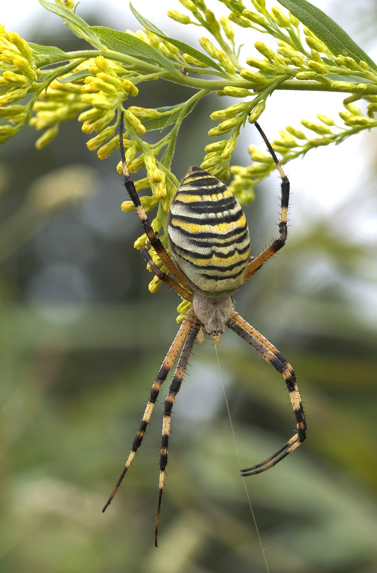 Araneae