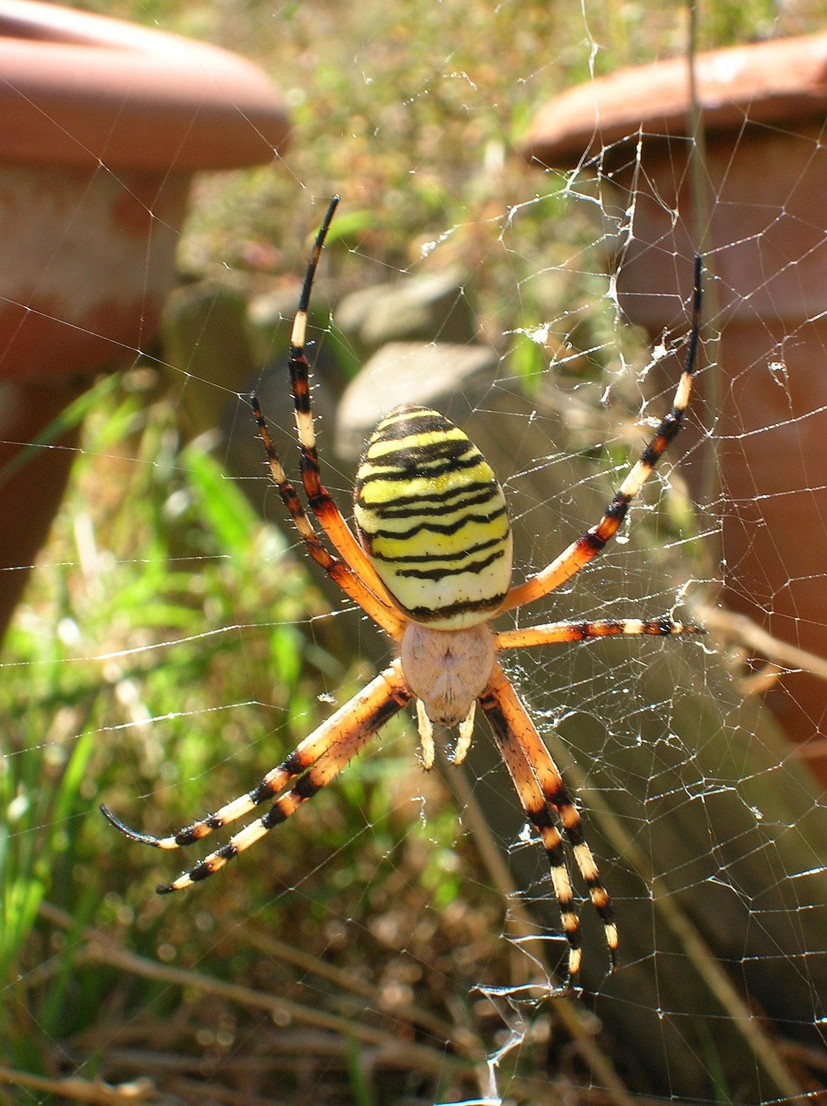 Argiope frelon