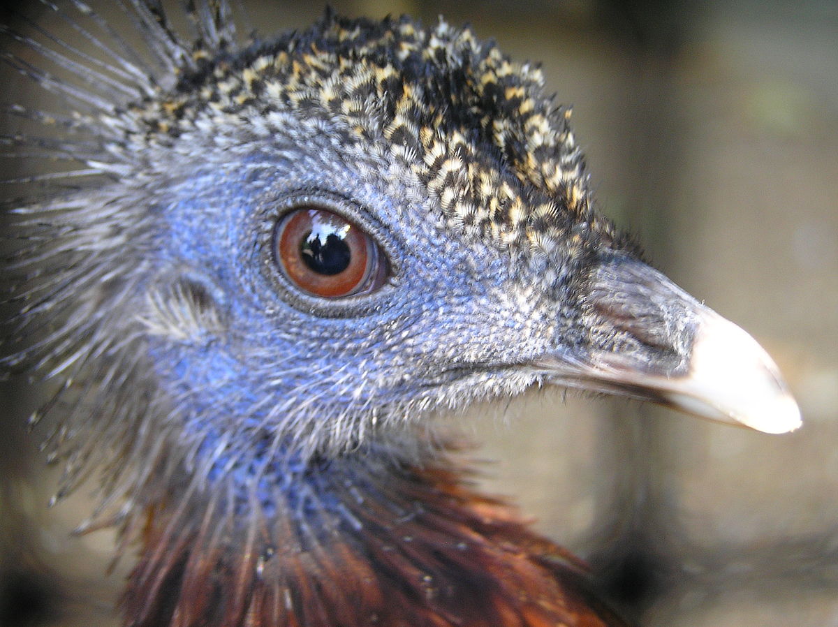 Argusianus argus argus