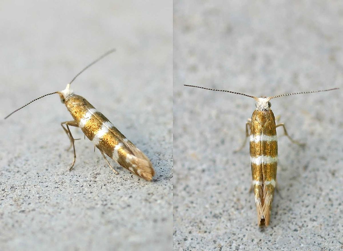 Yponomeutidae