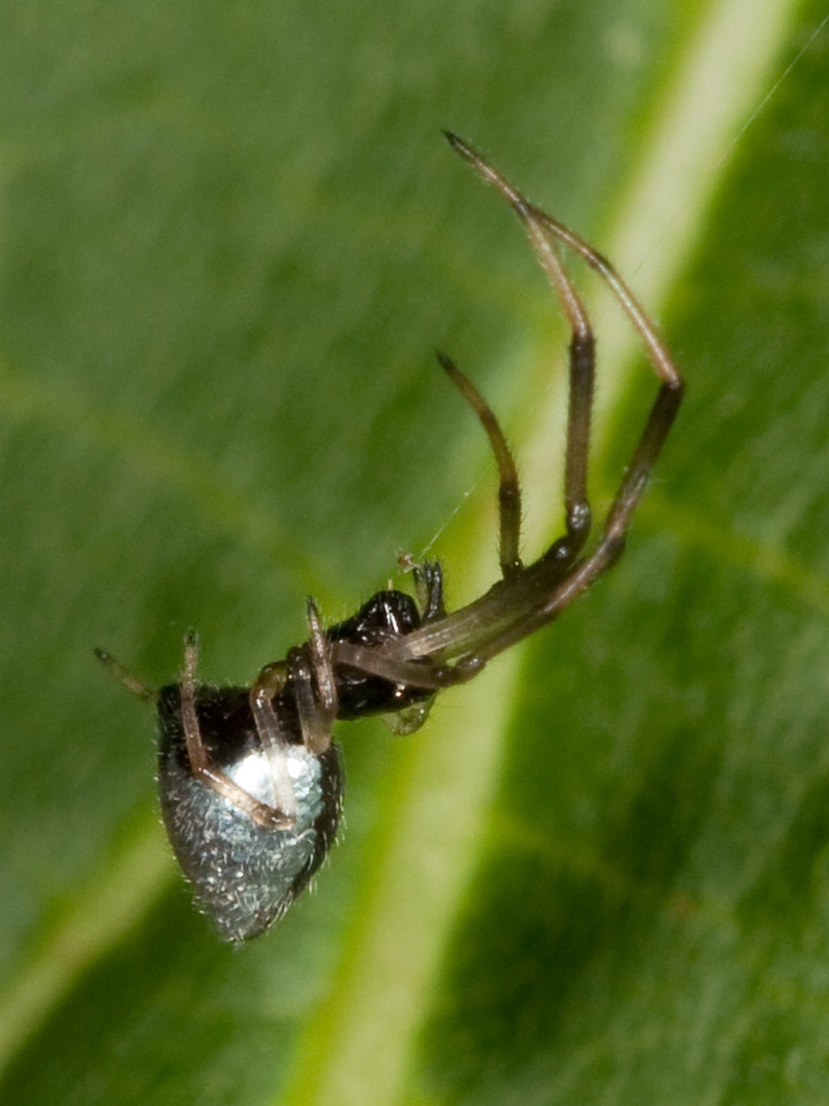 Argyrodes