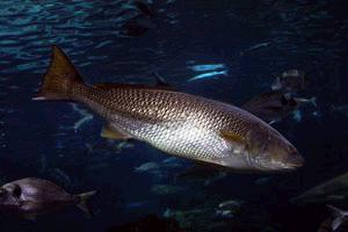 Maigre (poisson)