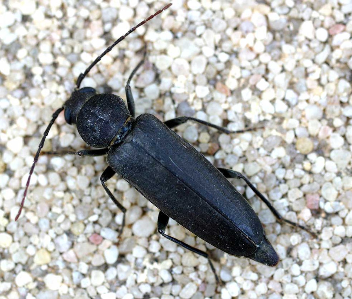 Spondylidinae