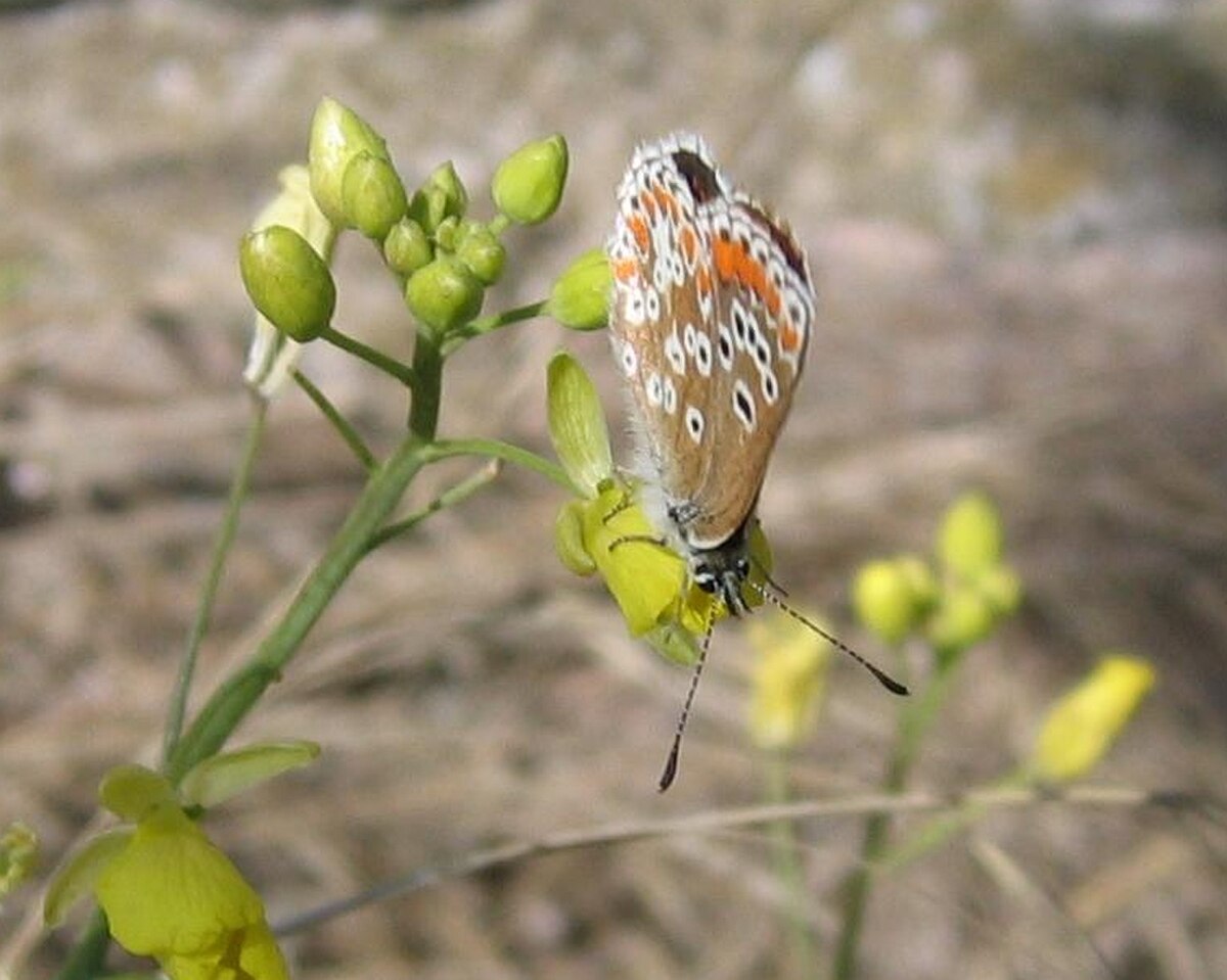 Aricia agestis-01 (xndr).jpg