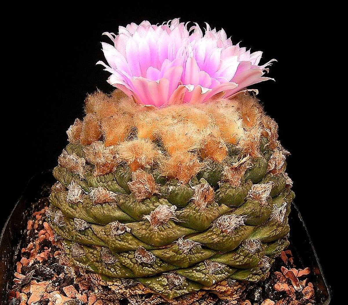 Ariocarpus