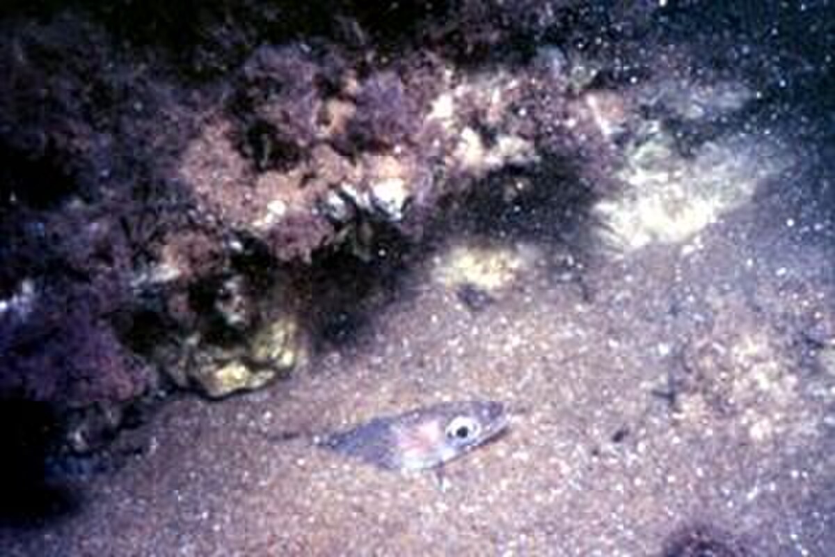 Ariosoma