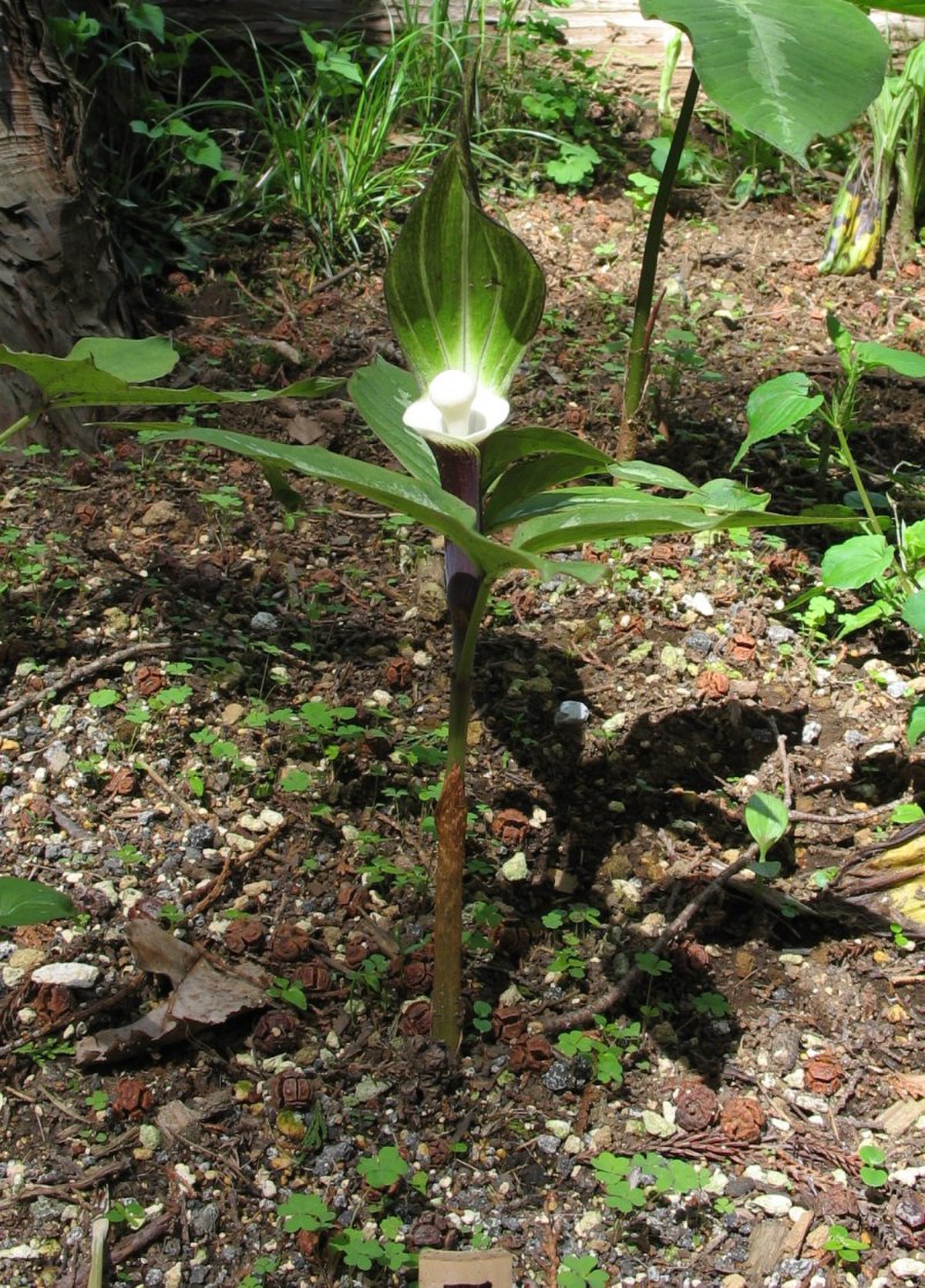 Arisaema