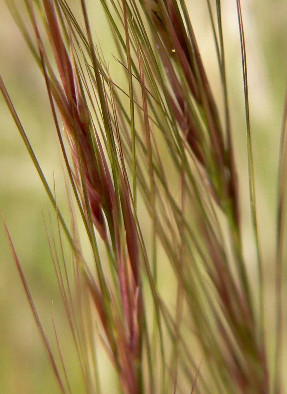 Aristide (plante)