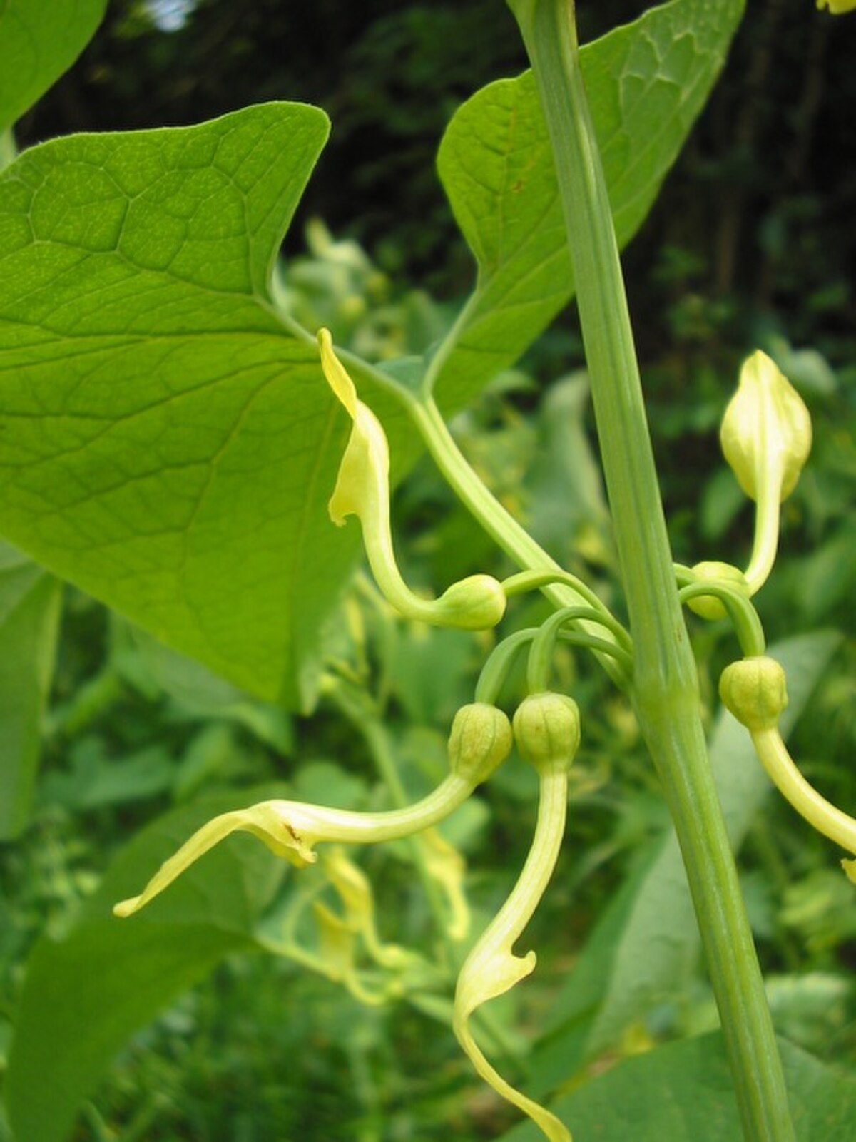 Aristoloche clématite