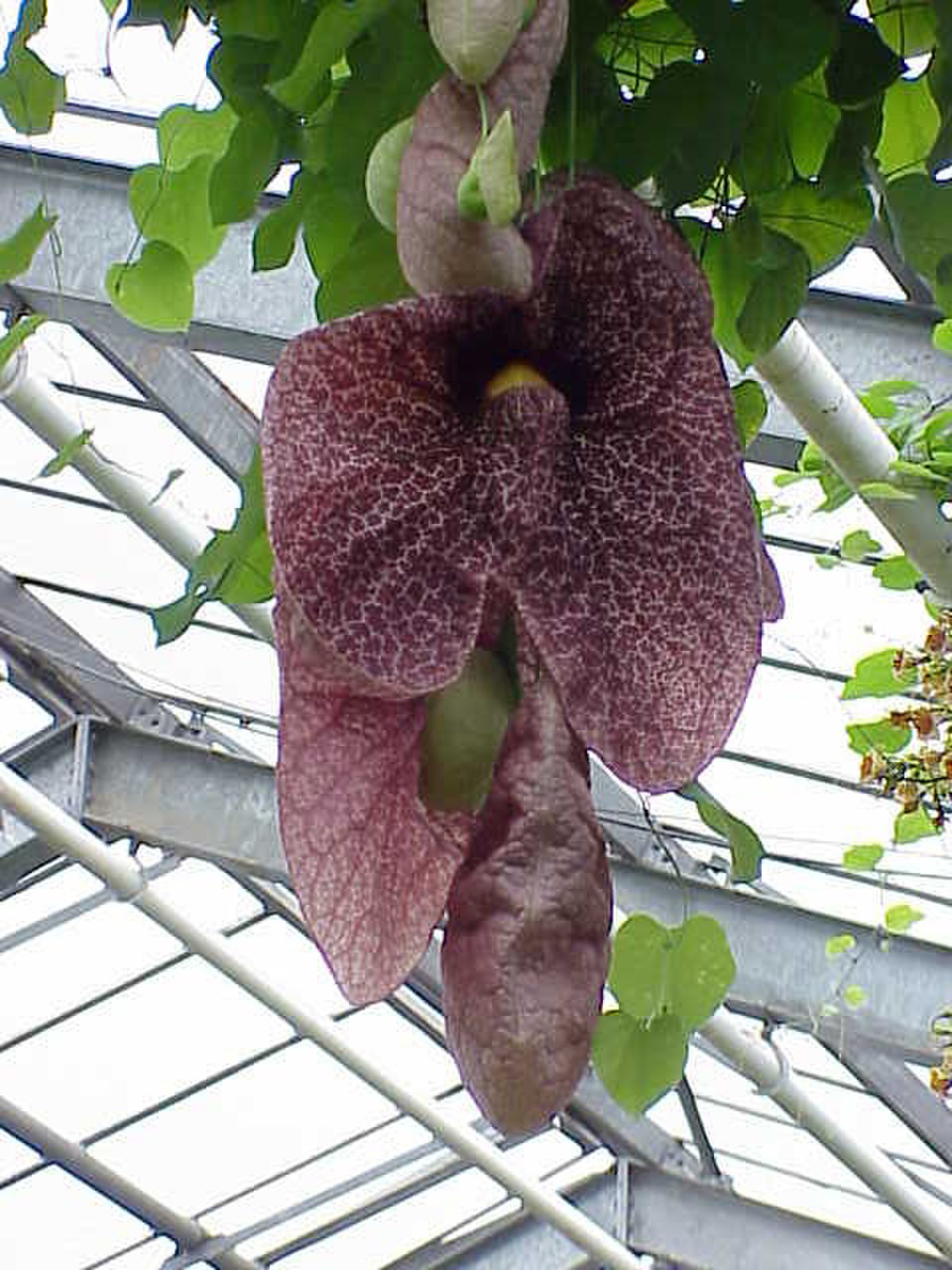 Aristoloche