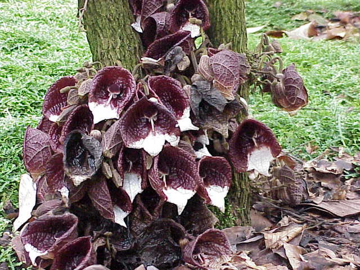 Aristolochiaceae