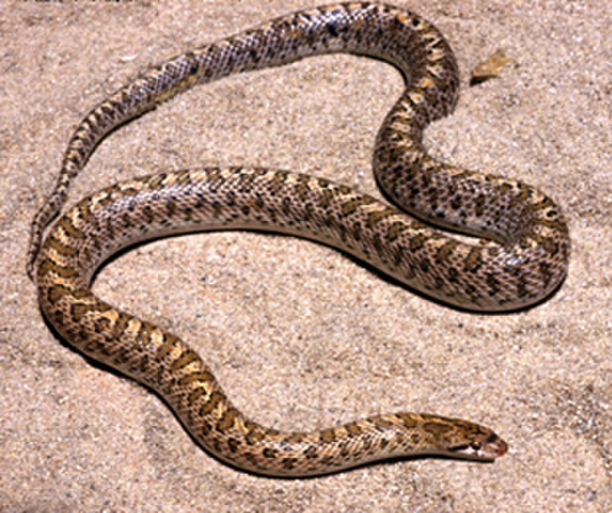 Arizona elegans
