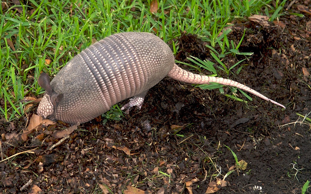 Armadillo 20070706-173244.jpg