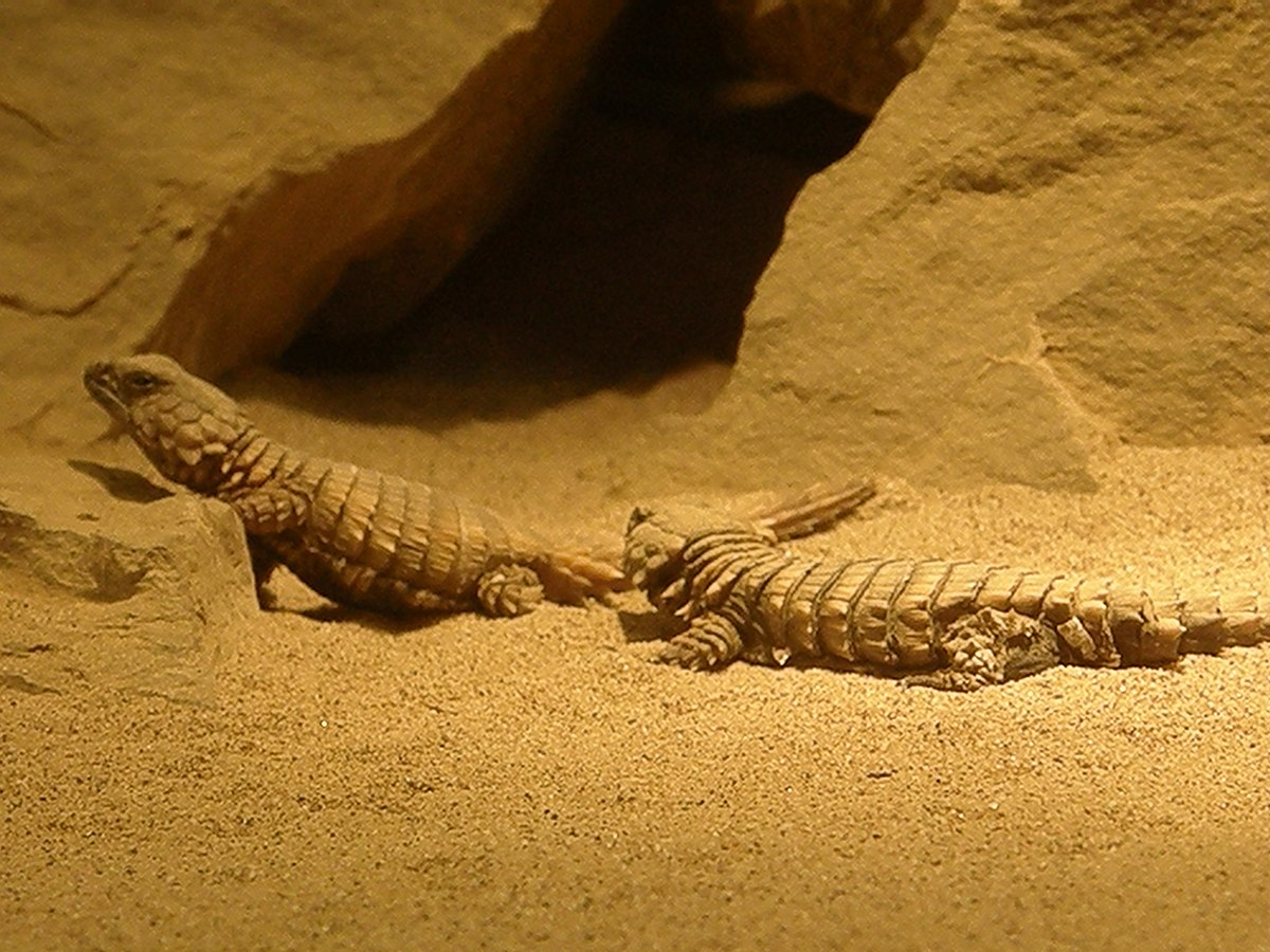 Cordylus cataphractus