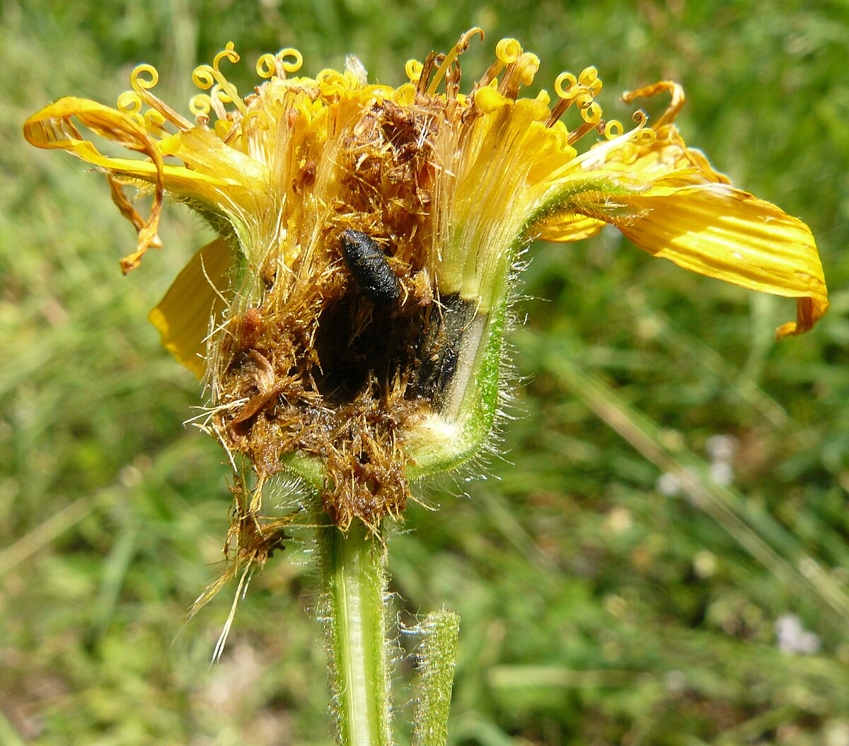 Tephritis arnicae