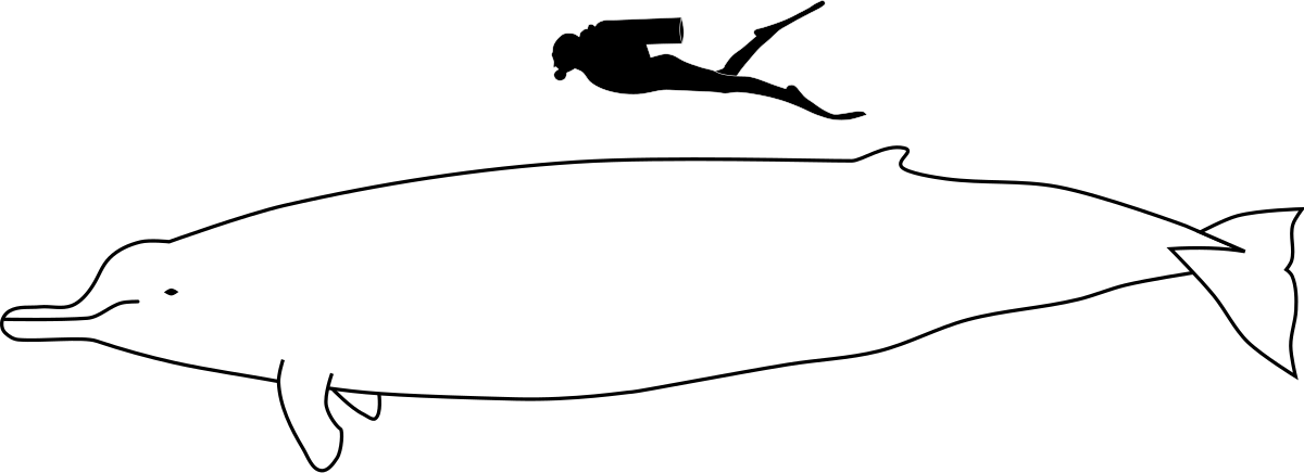 Berardius