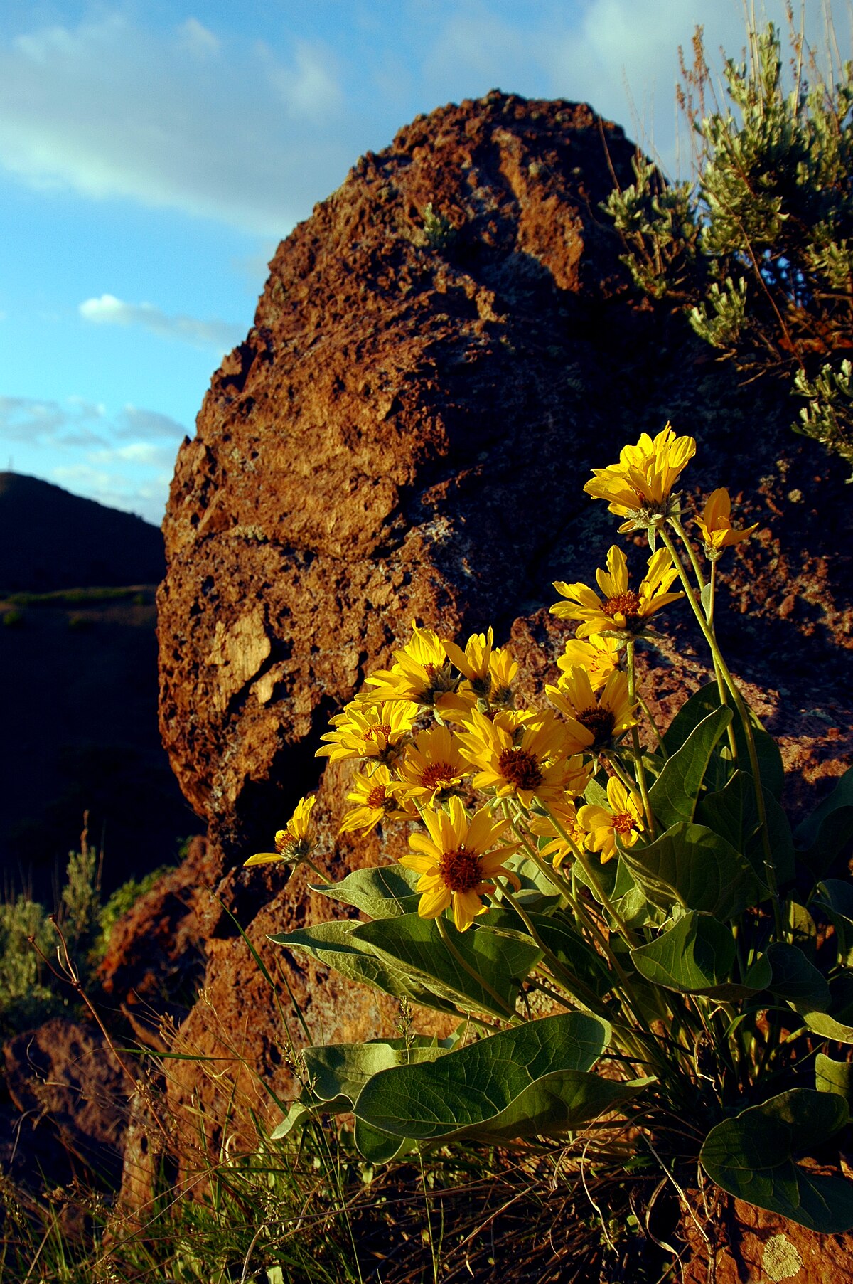 Balsamorhiza