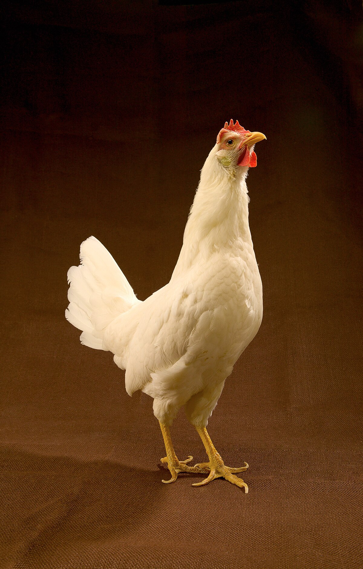 Leghorn