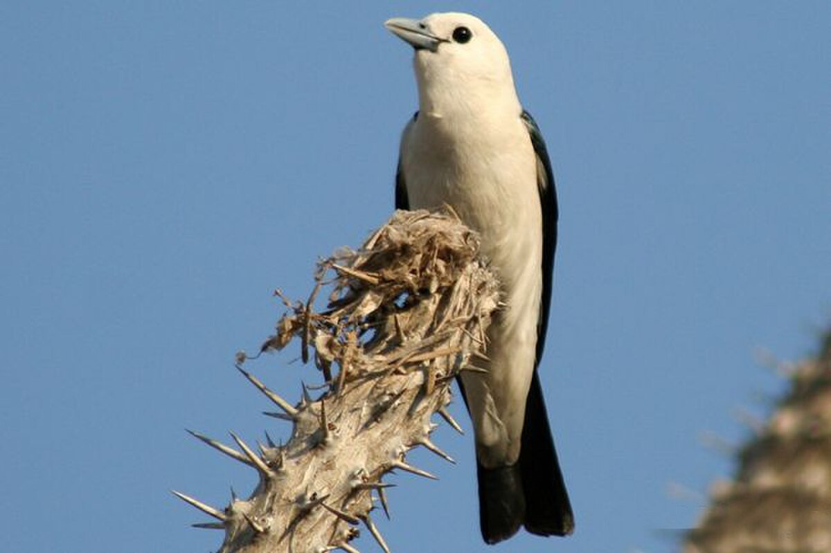 Vangidae