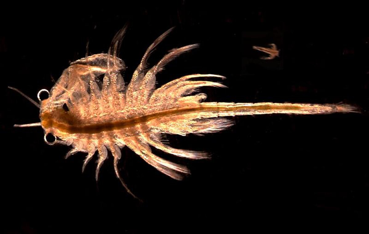 Branchiopoda (classification phylogénétique)
