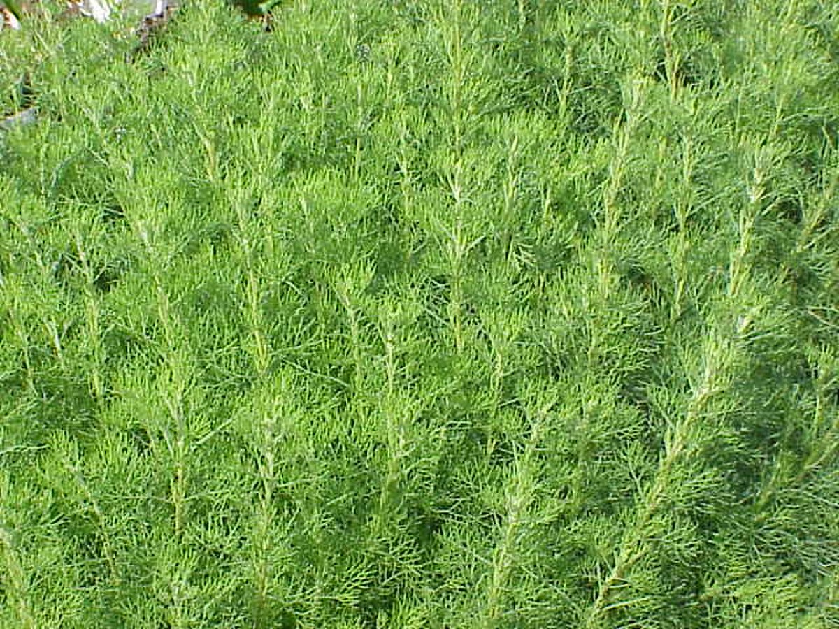 Aurone (plante)